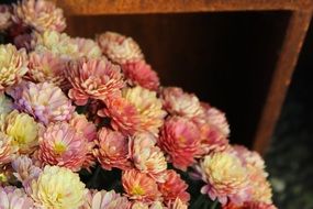 gorgeous aster flower blossom