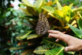 butterfly on a finger in nature