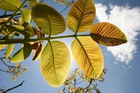 branch of a tree with leaves in the sunlight