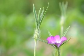 pink flower in the meadow in summer