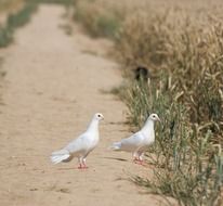 dov birds beautiful pair