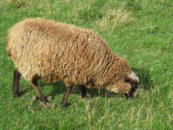Sheep is eating grass
