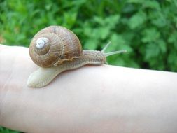 cute snail crawl on hand close-up on blurred background