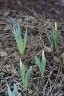 tulip sprouts in the garden