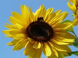 Bee on inflorescence of sunflower