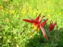 eastern red columbine flowers