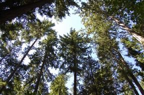 woodland in summer