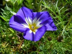 Violet,yellow and white flower in the garden