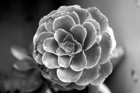 black-and-white image of a lush flower