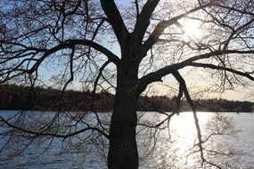 silhouette of a large tree on the background of the lake