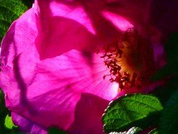 pink rose with green leaves close up