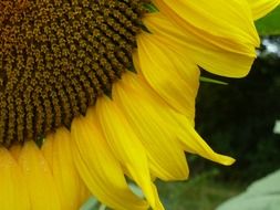 Close-up of the beautiful, yellow sunflower with seeds