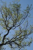 tree branches in spring