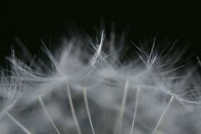 dandelion umbrellas close up