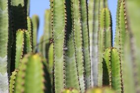 green prickly cactus plant
