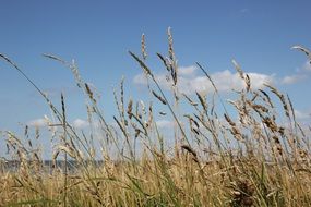 ears of grass on the field