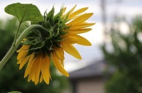 wondrous sunflower