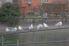 seagulls on the railing near the water