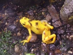 frog yellow animal