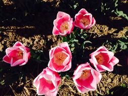 tulip flowers in the nice garden