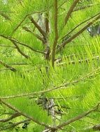 light green coniferous plant close-up