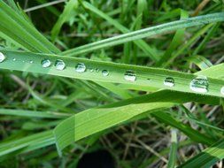 dewdrops on the green grass close-up on blurred background