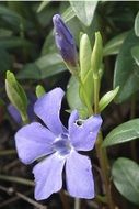 purple flowers in a spring garden close-up on blurred background