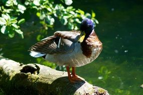 Duck on wooden waterfall view