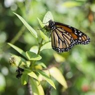 butterfly on a green plant