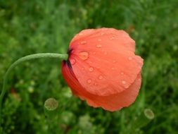 Red poppy with dew drops