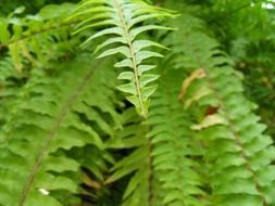 plant with pointed leaves close-up