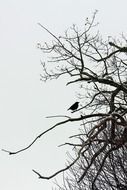 Picture of the sitting raven on a tree