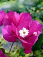 Pink flower with white core