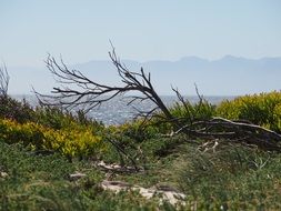 dry branches on the green coast