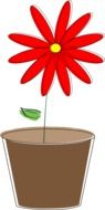 picture of a red chamomile in a pot