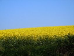 scenic view of rapeseed field