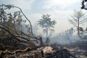 Smoke and trees