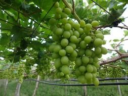 large clusters of green grapes