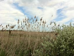 tall dry cane at autumn landscape