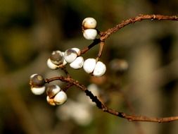 tree branch with white berries
