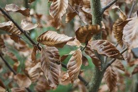 brown leaves on tree branches