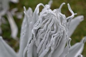 blooming espeletia