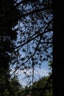 black pine tree in a forest