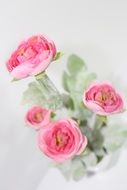 pink roses in a glass pot