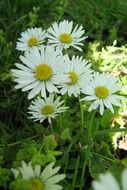 spring daisy for divination likes dislikes