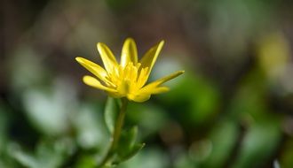 yellow flower early plants