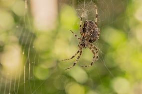 spider weaves a web