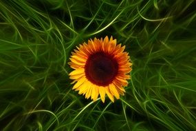 sunflower on the abstract green grass