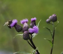 thistle with dark purple flowers close-up on a blurred background