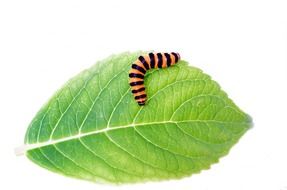 Climbing caterpillar on a leaf